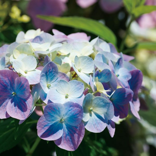 アジサイ　ラグランジア　オーロランジュ　山葡萄苗木セット アジサイ ラグランジア オーロランジュ 山葡萄苗木セット PW