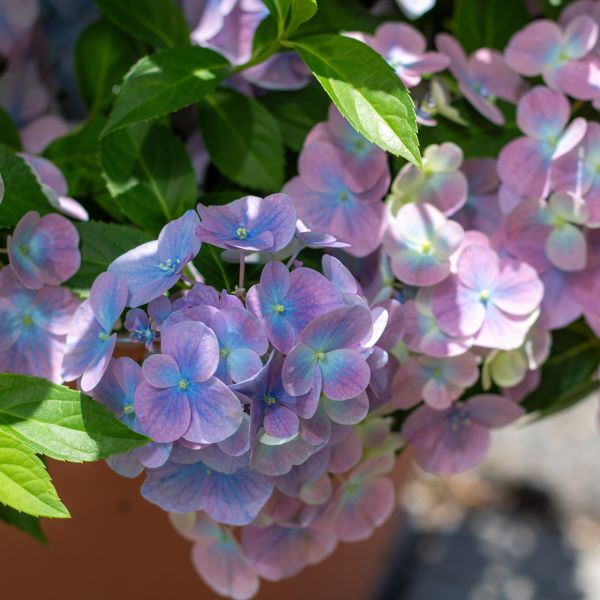 PW公式オンラインストア / 【ハッピーデー】【通常商品】ラグランジア