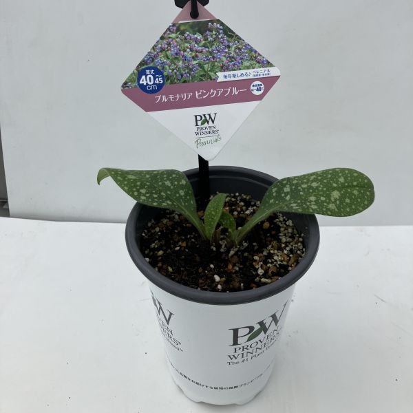 PW公式オンラインストア / 【通常商品】プルモナリア ピンクアブルー