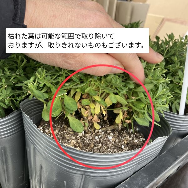 PW公式オンラインストア / 【限定 マザープランツ】スーパーベル(R