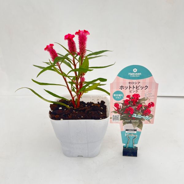 ケイトウ（鶏頭） ｜ 花ブログ 赤 ピンク ケイトウ 11本+ヘッド1個 種付き