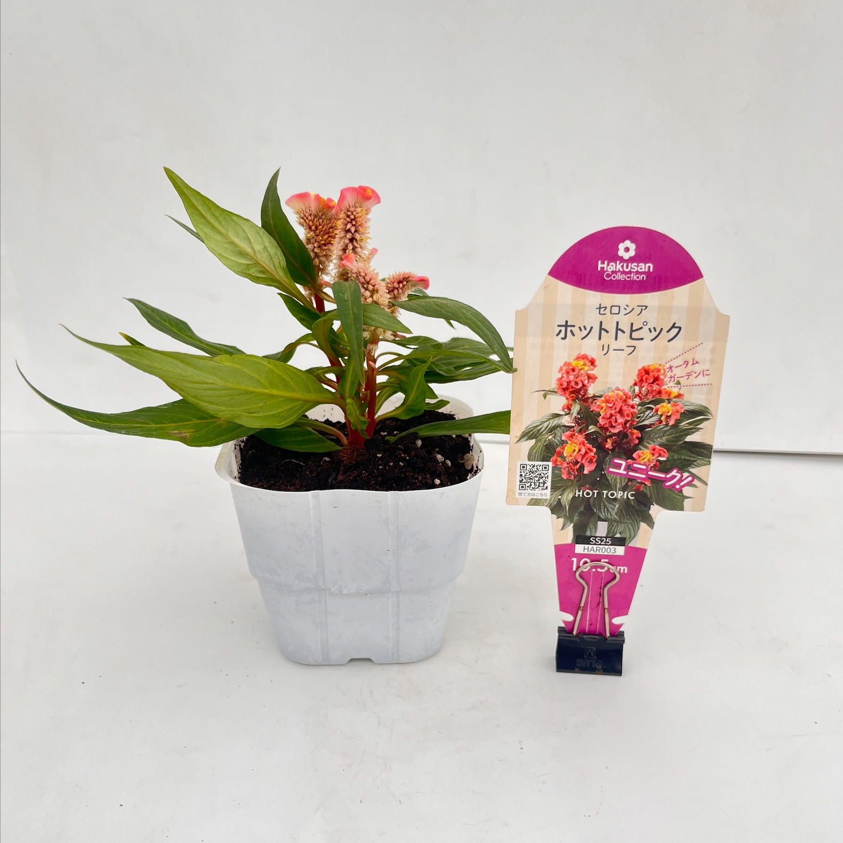 PW公式オンラインストア / セロシア ホットトピック リーフ