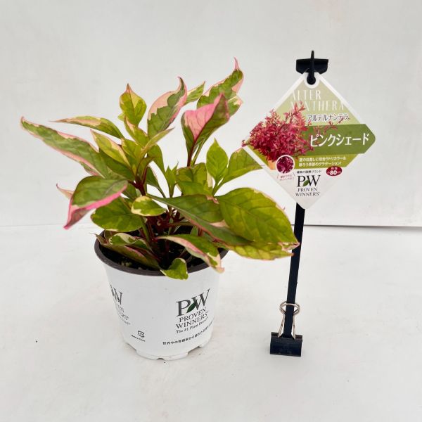 新品　ピンクシェード　12号 新品 ピンクシェード 12号