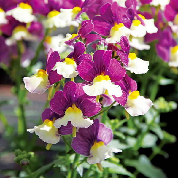 PW公式オンラインストア / 【送料込】季節の花苗 おまかせ4ポットセット