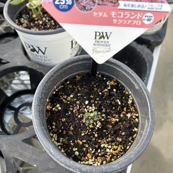 PW公式オンラインストア / 【SALE】【通常商品】セダム モコランド