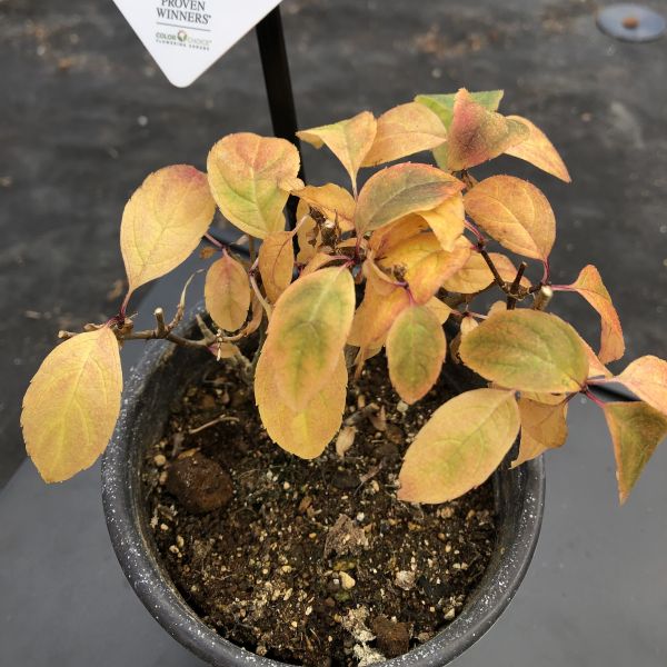 【のりまき】 0e295931968412cd179bc4eaa93017