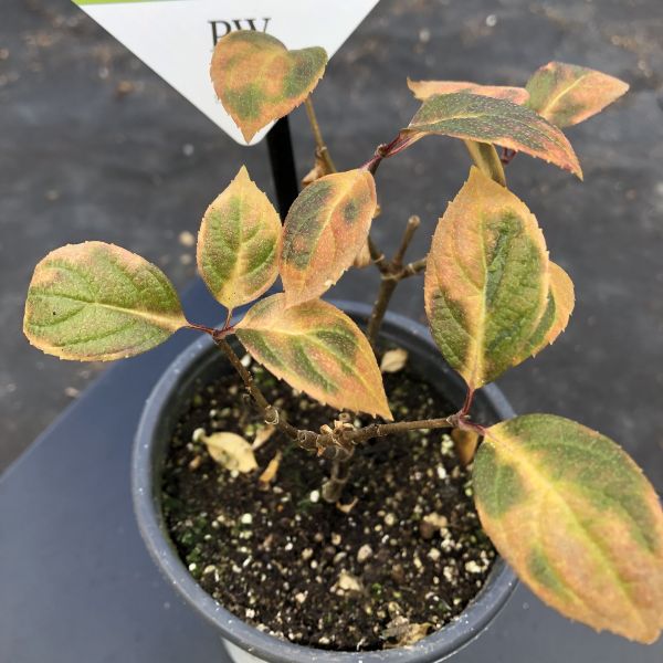 PW公式オンラインストア / 【SALE】【通常商品】ノリウツギ グランデ