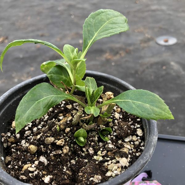 PW公式オンラインストア / 【SALE】【通常商品】アジサイ サマー