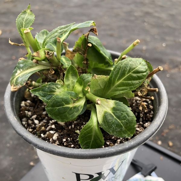 PW公式オンラインストア / 【SALE】【通常商品】ヤマアジサイ タフ