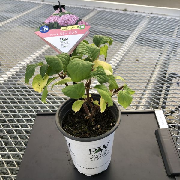 PW公式オンラインストア / 【SALE】【通常商品】アナベル ミディ ピンク