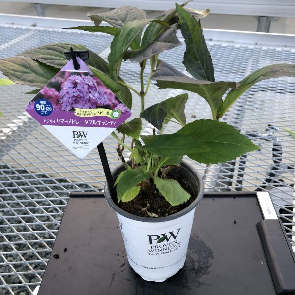 PW公式オンラインストア / 【SALE】【通常商品】アジサイ サマー