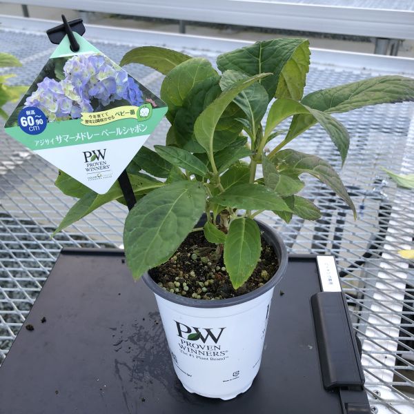 PW公式オンラインストア / 【通常商品】【2025NEW】アジサイ サマー
