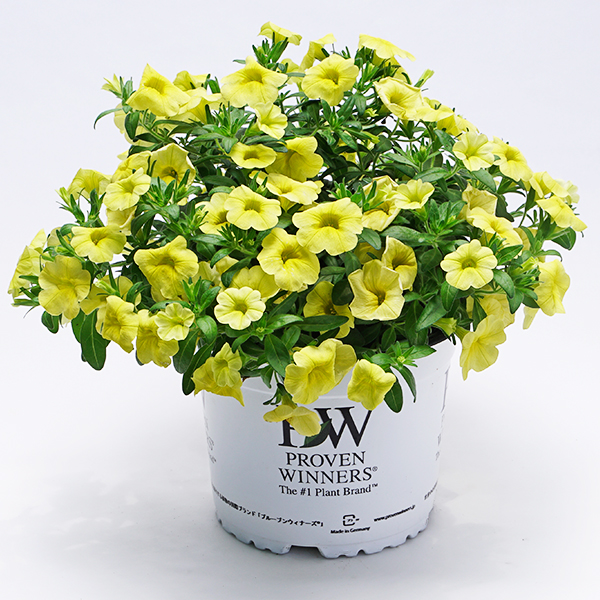 Pw公式オンラインストア 限定販売 大株苗 スーパーベル R ポケットイエロー