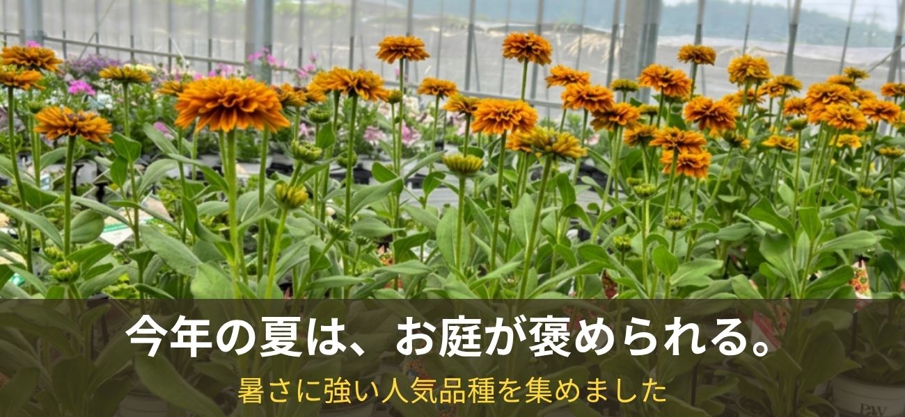 PW公式オンラインストア / TOPページ