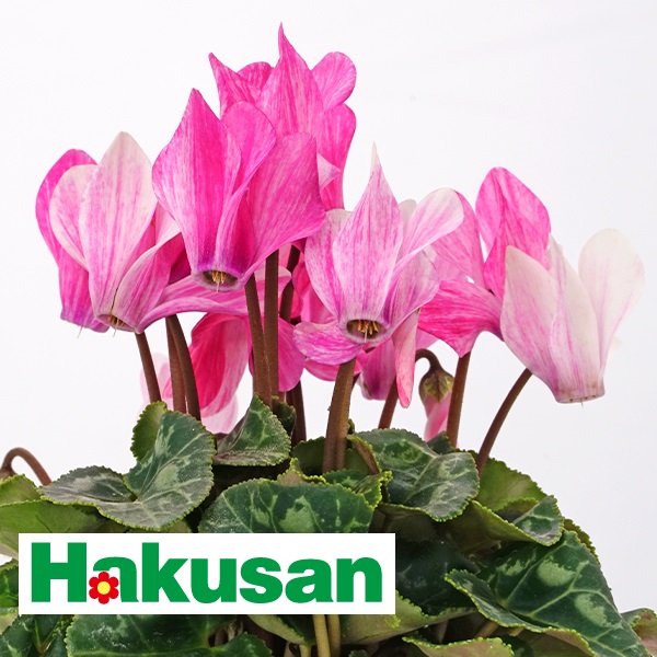 PW公式オンラインストア / TOPページ