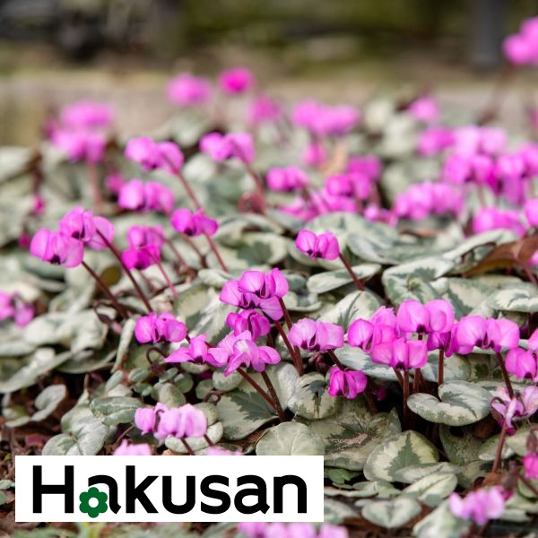 プ*ア様 ☘️超特大株❤️開花株❤️6号❤️根ガンガンパンパン440【ATLAS kunzo nishihata (@kunzo_n) · Kawanishi-shi, Hyogo