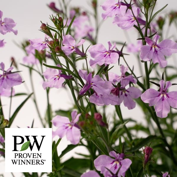 PW公式オンラインストア / TOPページ